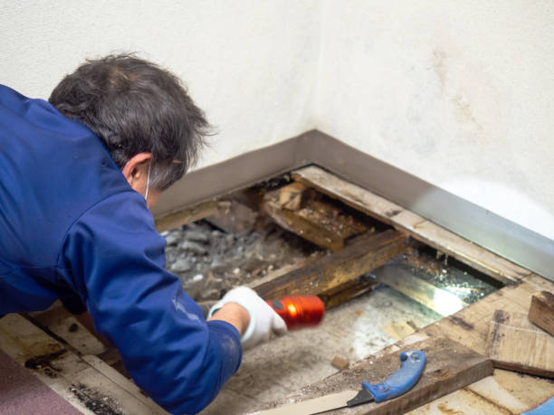 Best Localized Mold Remediation (e.g., coastal areas, humid climates) in Newtown Grant, PA