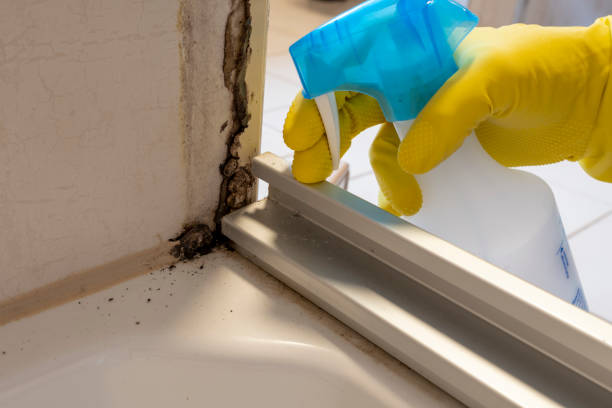 Best Attic Mold Remediation in Newtown Grant, PA