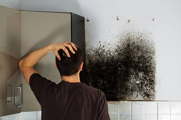 Professional Mold Remediation in Newtown Grant, PA