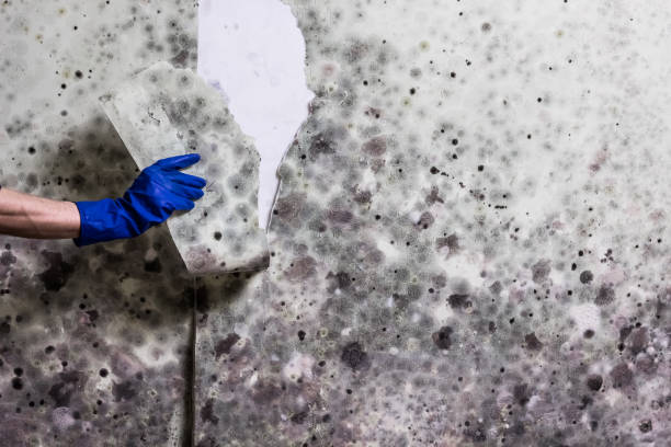 Best Bathroom Mold Remediation in Newtown Grant, PA