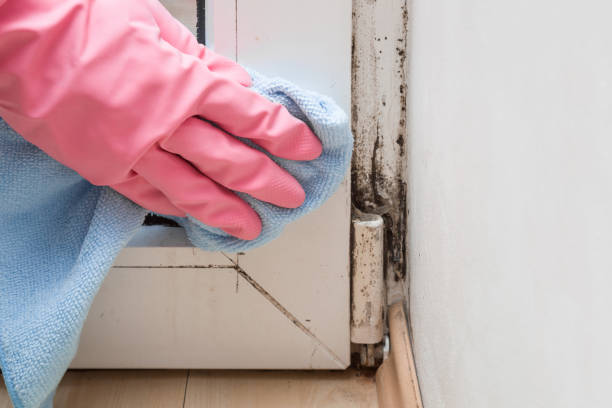 Best HVAC Mold Remediation in Newtown Grant, PA